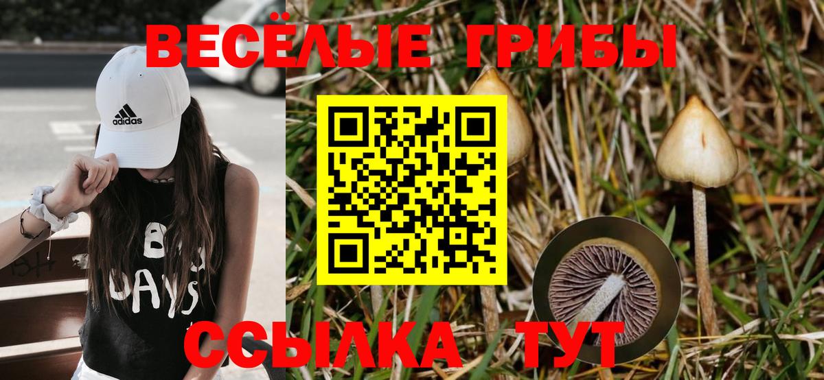 Сосновый Бор  Галлюциногенные грибы MAGIC MUSHROOMS  Вход с VPN 
